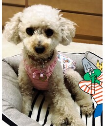 パパに吠えて叱られて凹むチャコ🥺 | ドボジデ、吠えちゃったんだろ💦アタチ(その他)