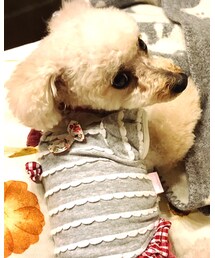 トリミングしたてのチャコ🌸 | その他