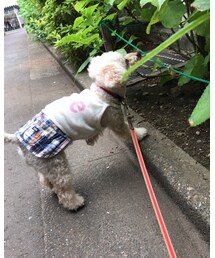 チャコくんくん🌸 | その他