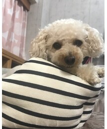 覗き見るチャコ💗 | ねえ、なんでお散歩行かんの⁉️(その他)