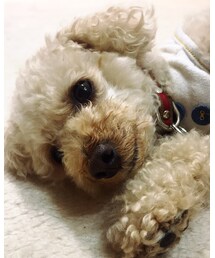 チャコのお腹ナデナデして〜💗 | 今日は雨で毛がボサボサ〜💦(その他)