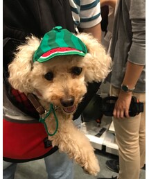 も〜、チャコは疲れたよぉ〜🍉 | その他