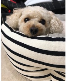 お留守番のチャコちゃん😿 | チャコもお肉食べたい、、(その他)