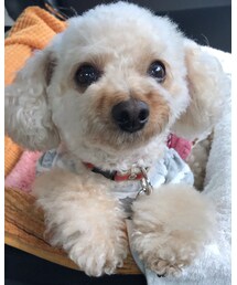 おすましチャコちゃん🌸 | タケしゃん、テーシャツありがとね💗(その他)