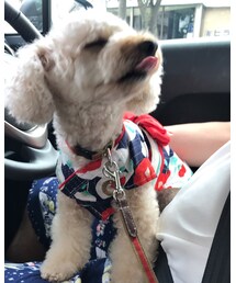 チャコ💗浴衣でイヤイヤ | その他