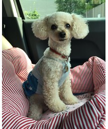 ワンピ褒められて嬉しいチャコ💗 | その他