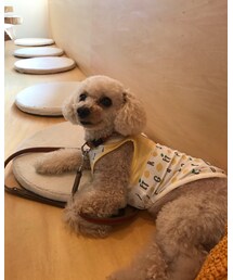 いつものカフェでのんびりチャコ🌸 | その他