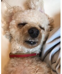 チャコ爆睡💤 | その他