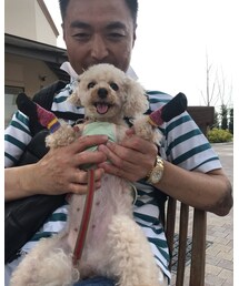 靴下バンザーイのチャコ🌸 | わーい♫これでたくさんお散歩できるよ💗(その他)