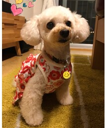 チャコはトリミングしたよ💗 | その他