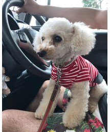 パパのお膝に乗ってお見送りのチャコ💗 | その他