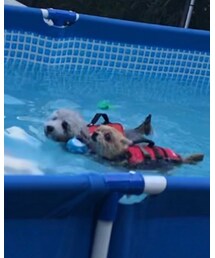 プールで泳ぐワンコたち💗 | 手前のワンコは震えながら泳いでました🐶💦(その他)