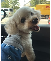 チャコもワンピース💗 | お外はブッブ🚙🚚がいっぱい❣️楽しいね♫(その他)