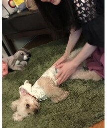 チャコとお客様のスキンシップタイム💗 | その他