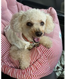 いつも見てるチャコ🌸 | その他