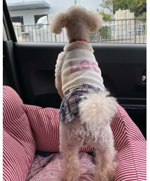 お外に夢中なチャコの後ろ姿🌸 | その他