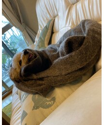 引き続きラッコなチャコ💗 | わーい♡ぬくぬく♡(その他)