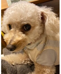 チャコはパパとお留守番だよ🌸 | 今日はママと一緒にお仕事するよ💗(その他)