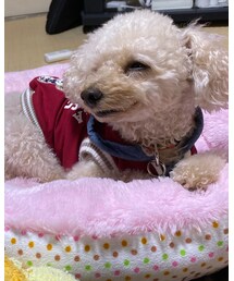 里帰り中のくつろぎチャコ🌸 | その他