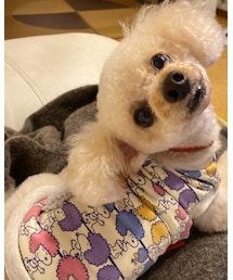 チャコも切りました✂️ | カメラ目線が可愛い（親バカ）(その他)