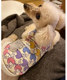 チラリとチャコ🌸 | チラ見も可愛い（親バカ）(その他)