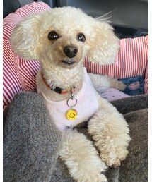 助手席はチャコだよ🌸 | その他