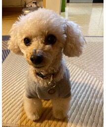 今日はお留守番だったチャコ🌸 | その他