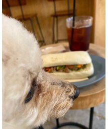 カフェでランチのチャコ🌸 | え〜っ‼️チャコはまた食べられないのぉ⁉️(その他)