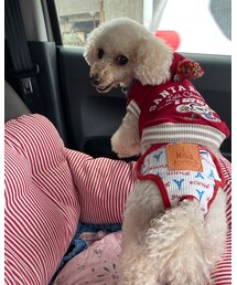 帰りの車の中も楽しそうなチャコ💗 | その他