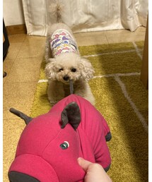 ひっぱりっ子して遊ぶんだぁ💗 | その他