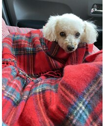 URBAN RESEARCH | 、、の古着ね♡(マフラー)