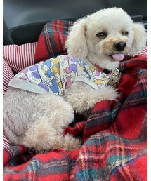 チャコペロ👅 | その他