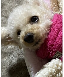 お留守番チャコちゃん🌸 | 今日は一緒じゃないって分かってるもんねっ(その他)