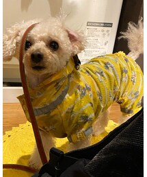 振り返ったらこんなチャコ‼️ | 首を振ったらリードがこんなことに（笑）(その他)