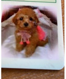 生後2ヵ月のチャコ🌸茶色のトイプーでした(笑) | 茶色でしょー💗だからチャコなの💗(その他)