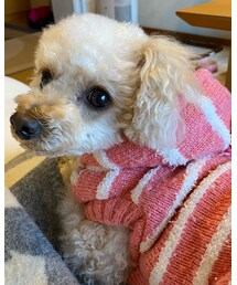 現在のチャコちゃん🌸トリミングするたびに白くなる、、 | その他