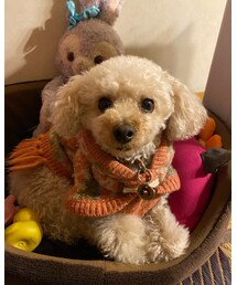 チャコはピンクのポンチョだよ🌸 | その他