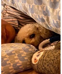 チャコ、寝かしつけ中✨✨ | しっかり寝るまでここにいるからね💗(その他)