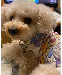 チャコ、金スマ観てんねん🌸 | やせ筋トレ、気になるぅ〜✨(その他)