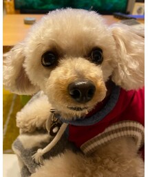 チャコはのんびり🌸 | その他