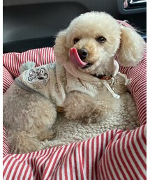 チャコペロ👅 | その他