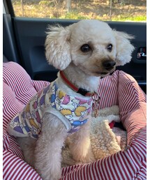 チャコはトリミングしたてだよ🌸 | その他