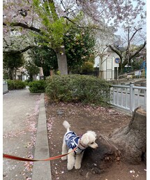 チャコさんぽ🌸 | その他