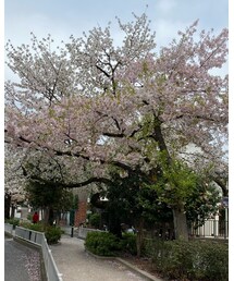 グリーンとピンクの桜🌸 | その他