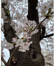 近所の桜🌸 | その他