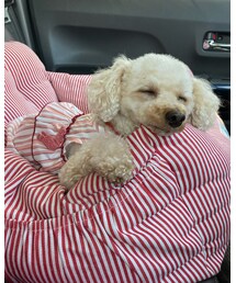 チャコはピンクのワンピだよ🌸 | その他