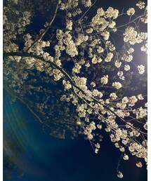 マンションに咲く夜空の桜🌸✨ | その他