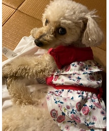 チャコは洗いたてのシャツの上に乗りたいの🌸 | その他