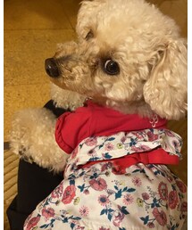 チャコはマリクレールだよ🌸 | その他