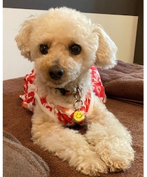 チャコはワンピだよ🌸 | いいこにちてるね💗(その他)